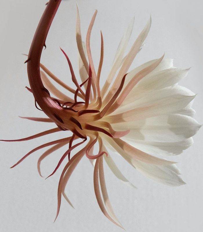flowletter flowletter